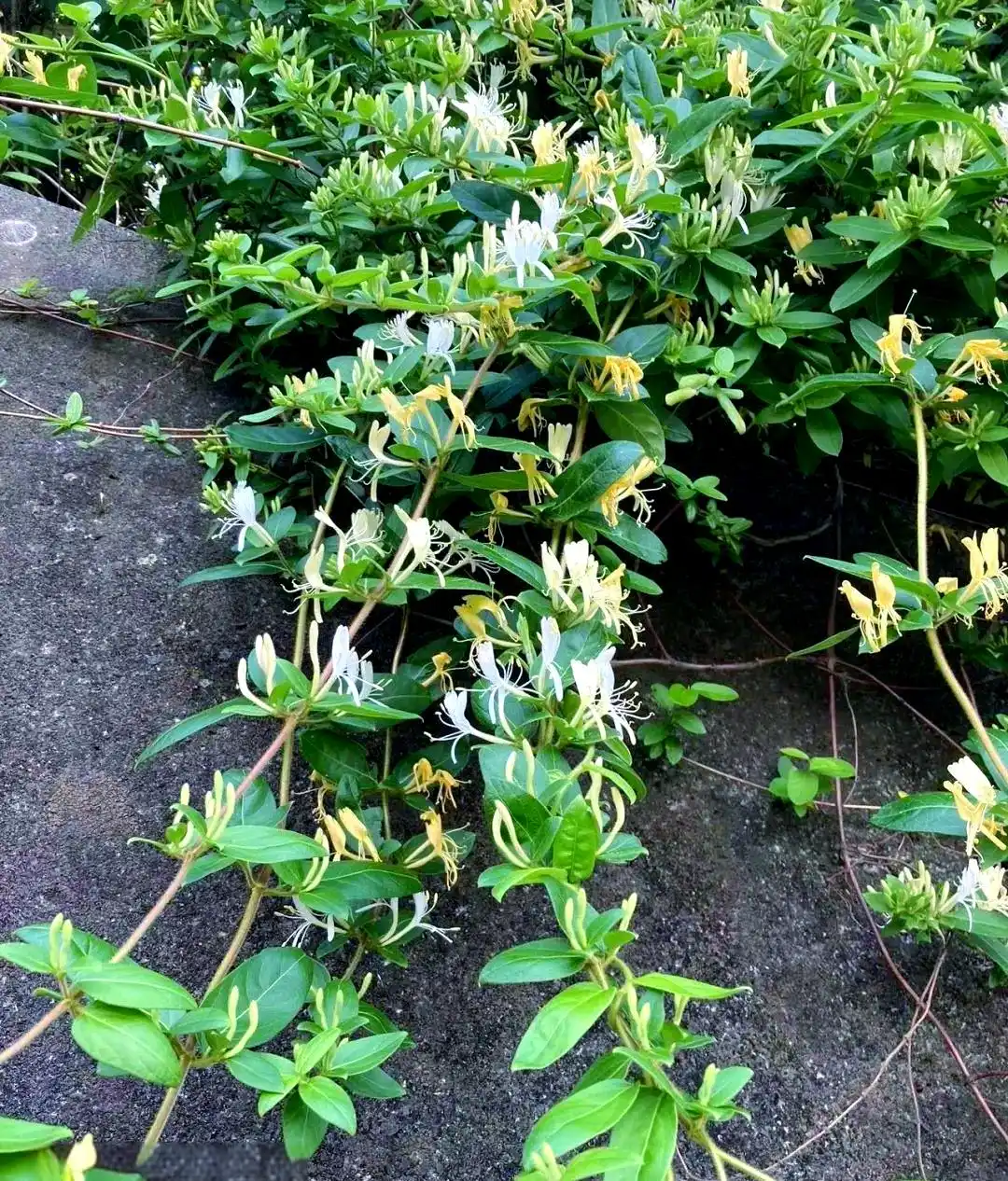 honeysuckle